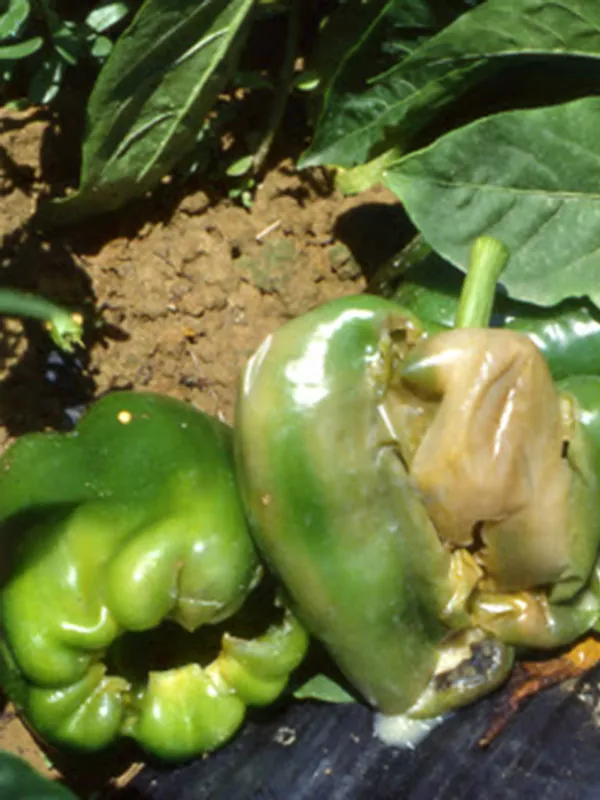 Гниль м’яка бактеріальна